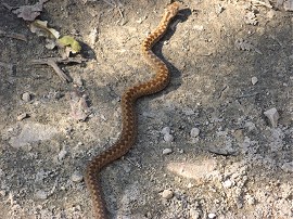 Adder, Hindhead Common